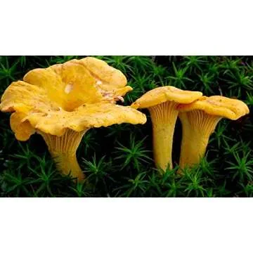 Seeds Chanterelle Mushroom Mushroom Spores Spawn Substrate Mycelium for Planting