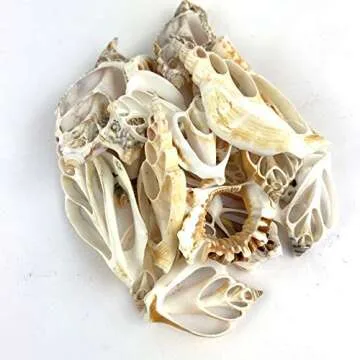 Worlds Mix Center Cut Seashells 20Pack 2"-1-1/2"Inch
