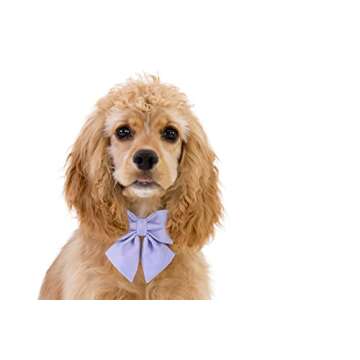 Maca Bates Dog Collar with Bow Bowtie for Dogs Solid Colors Sailor Bow Tie Adjustable Breakaway Violet Collars Accessories Birthday Gift for Small Medium Large XL Puppy with Golden Metal Buckle