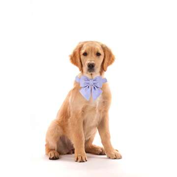 Maca Bates Dog Collar with Bow Bowtie for Dogs Solid Colors Sailor Bow Tie Adjustable Breakaway Violet Collars Accessories Birthday Gift for Small Medium Large XL Puppy with Golden Metal Buckle