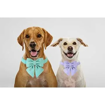 Maca Bates Dog Collar with Bow Bowtie for Dogs Solid Colors Sailor Bow Tie Adjustable Breakaway Violet Collars Accessories Birthday Gift for Small Medium Large XL Puppy with Golden Metal Buckle