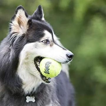 KONG Squeakair Balls - Premium Squeaky Tennis Balls for Dogs