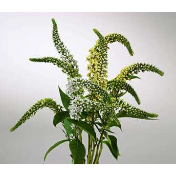 Design Master 132 Lemon Just for Flowers