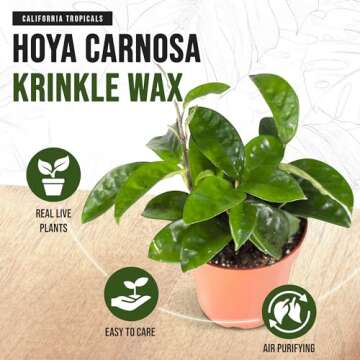 California Tropicals Live Hoya Carnosa Krinkle Wax Plant - Unique Houseplant, Indoor & Outdoor Decorative Garden Gift, Easy to Grow with Potting Soil, Planters & Pots for Home Decor, Office & Patio