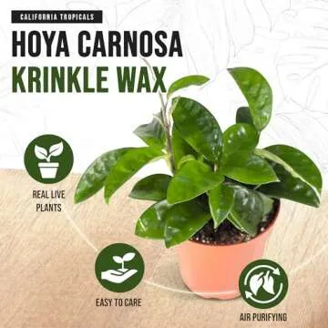California Tropicals Live Hoya Carnosa Krinkle Wax Plant - Unique Houseplant, Indoor & Outdoor Decorative Garden Gift, Easy to Grow with Potting Soil, Planters & Pots for Home Decor, Office & Patio