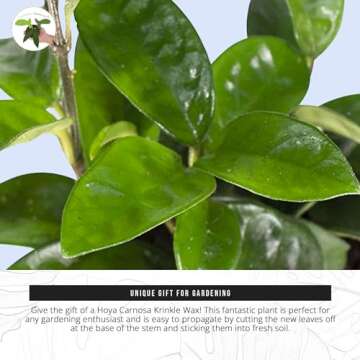 California Tropicals Live Hoya Carnosa Krinkle Wax Plant - Unique Houseplant, Indoor & Outdoor Decorative Garden Gift, Easy to Grow with Potting Soil, Planters & Pots for Home Decor, Office & Patio
