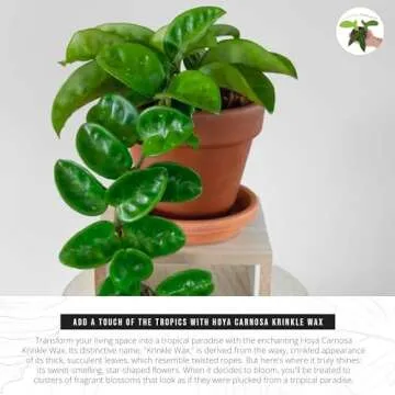 California Tropicals Live Hoya Carnosa Krinkle Wax Plant - Unique Houseplant, Indoor & Outdoor Decorative Garden Gift, Easy to Grow with Potting Soil, Planters & Pots for Home Decor, Office & Patio