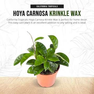 California Tropicals Live Hoya Carnosa Krinkle Wax Plant - Unique Houseplant, Indoor & Outdoor Decorative Garden Gift, Easy to Grow with Potting Soil, Planters & Pots for Home Decor, Office & Patio