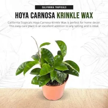 California Tropicals Live Hoya Carnosa Krinkle Wax Plant - Unique Houseplant, Indoor & Outdoor Decorative Garden Gift, Easy to Grow with Potting Soil, Planters & Pots for Home Decor, Office & Patio