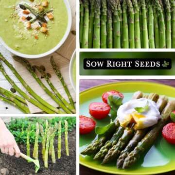 Sow Right Seeds - Mary Washington Asparagus Seed for Planting - Non-GMO Heirloom Packet with Instructions to Plant an Outdoor Home Vegetable Garden - Classic Perennial Stalks with Hearty Flavor (1)