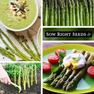 Sow Right Seeds - Mary Washington Asparagus Seed for Planting - Non-GMO Heirloom Packet with Instructions to Plant an Outdoor Home Vegetable Garden - Classic Perennial Stalks with Hearty Flavor (1)