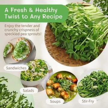 Grow Organic Speckled Pea Sprouts at Home for Healthy Meals