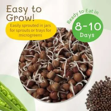 Grow Organic Speckled Pea Sprouts at Home for Healthy Meals