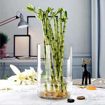 WGV Cylinder Vase, Width 8", Height 10", Clear Wide Large Diameter Flower Glassware, Floral Container, Planter Terrarium for Wedding Party Event, Home Accent Decor, 1 Piece