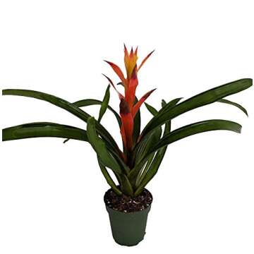 Orange Jazz Blazing Star Vase Plant - Stunning Guzmania