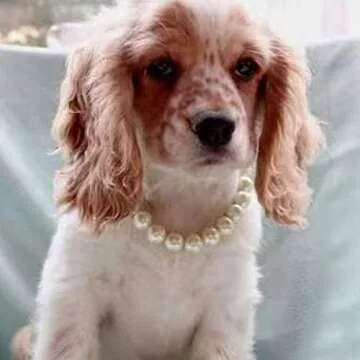 RayMinsino Adorable Pet Pearl Collar Adjustable Cat Dog Pet Necklace Jewelry Chihuahua York Girl Clothing Dress Accessories