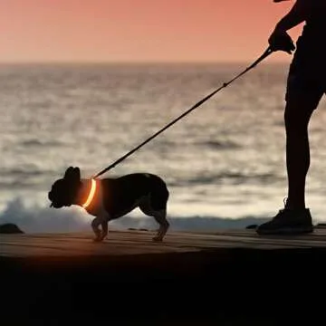 Illumifun LED Dog Collar USB Rechargeable Light Up Dog Collar, Reflective Pet Safety Collar Light Glow in The Dark (OrangeⅢ, Medium)