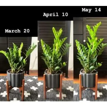 Organic Plant Food for Thriving Plants with Ease