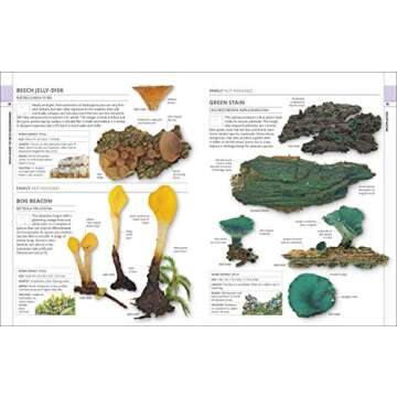 Mushrooms Identification Guide for Enthusiasts & Foragers