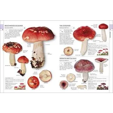 Mushrooms Identification Guide for Enthusiasts & Foragers