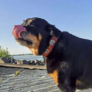 Bestia Maximus genuine leather dog collar, Large breeds, cane corso, Rottweiler, Boxer, Bullmastiff, Dogo, Quality dog collar, 100% leather, studded, M- XXL size, 2.5 inch wide. padded. Made in Europe