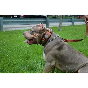 Bestia Maximus genuine leather dog collar, Large breeds, cane corso, Rottweiler, Boxer, Bullmastiff, Dogo, Quality dog collar, 100% leather, studded, M- XXL size, 2.5 inch wide. padded. Made in Europe