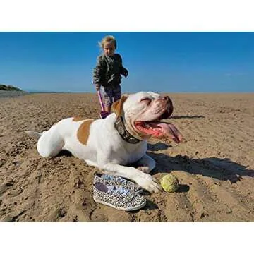 Bestia Maximus genuine leather dog collar, Large breeds, cane corso, Rottweiler, Boxer, Bullmastiff, Dogo, Quality dog collar, 100% leather, studded, M- XXL size, 2.5 inch wide. padded. Made in Europe