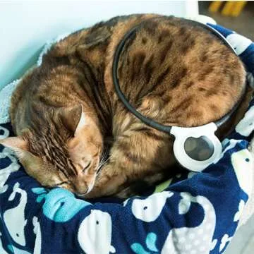 Assisi Loop 2.0 Manual | Size: 20 cm