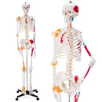 Ultrassist Human Skeleton Model for Anatomy Study with Rolling Stand