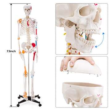 Ultrassist Life Size Human Skeleton Model with Rolling Stand