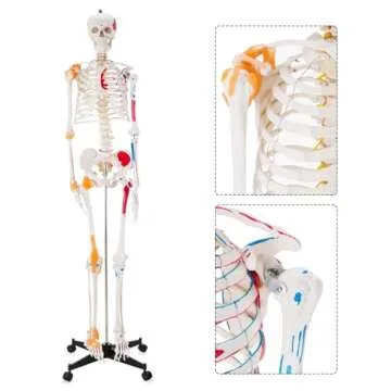 Ultrassist Life Size Human Skeleton Model with Rolling Stand
