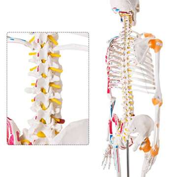 Ultrassist Life Size Human Skeleton Model with Rolling Stand