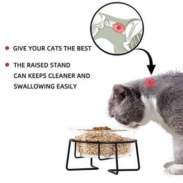 Glass Raised Cat or Small Dog Dishes for Better Eating