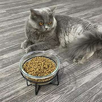 Glass Raised Cat or Small Dog Dishes for Better Eating