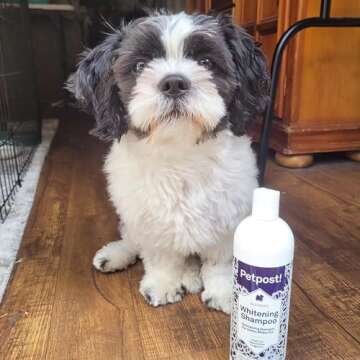Petpost | Dog Whitening Shampoo - Best Lightening Treatment for Dogs with White Fur - Soothing Watermelon Scent - Maltese, Shih Tzu, Bichon Frise Approved 16 oz.