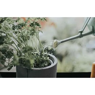 Mini Watering Can for Indoor Plants - Bosmere Haws Handy