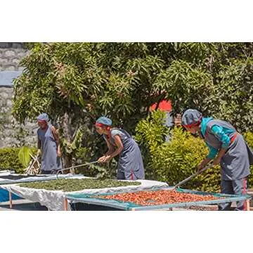 Brundo Market Koseret Ethiopian Culinary Herb 2 Ounce