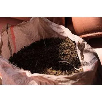 Brundo Market Koseret Ethiopian Culinary Herb 2 Ounce