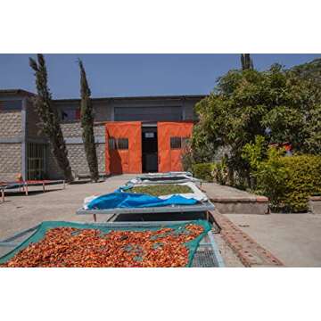 Brundo Market Koseret Ethiopian Culinary Herb 2 Ounce