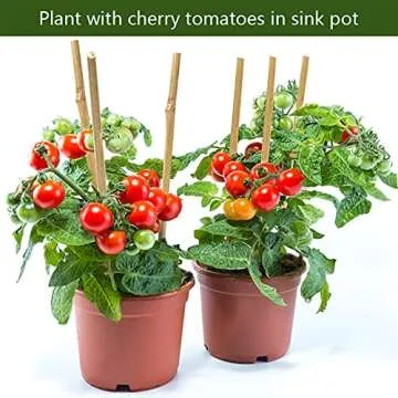 Pllieay 20pcs 12 Inch Plant Stakes, Garden Stakes, Bamboo Stakes, Plant Support Stakes for Indoor Plants, Tomato Stakes