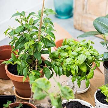 Pllieay 20pcs 12 Inch Plant Stakes, Garden Stakes, Bamboo Stakes, Plant Support Stakes for Indoor Plants, Tomato Stakes