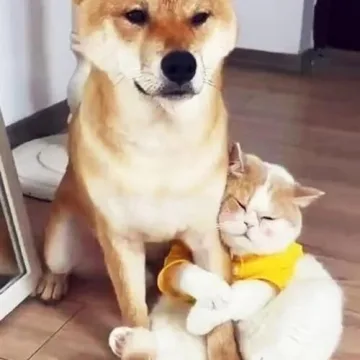 JANEMO Mini Brass Dog Collar Bell for Cats and Dogs