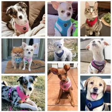 BINGPET Small Dog Harness - Breathable Mesh Puppy Cat Harnesses - No Pull Adjustable Dog Harness Dog Vest Harness for Small and Medium Dogs