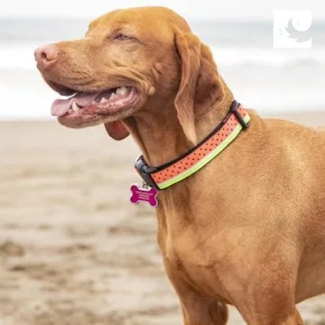 RC Pets 1 Inch Adjustable Dog Collar for Large Dogs