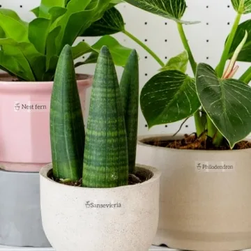 TZe-131 Compatible Brother P-Touch Label Tape 3-Pack