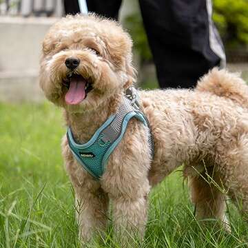 AIITLE Comfortable Dog Harness and Leash Set for Walking - Spring Step in Vest Harness,Reflective Bands, Adjustable No Pull Puppy Essentials, for Small Dogs and House Cats Blue XS