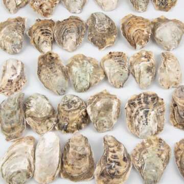 QEQEKAKA 30PCS Natural Oyster Shells for Crafts