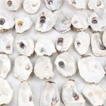 QEQEKAKA 30PCS Natural Oyster Shells for Crafts