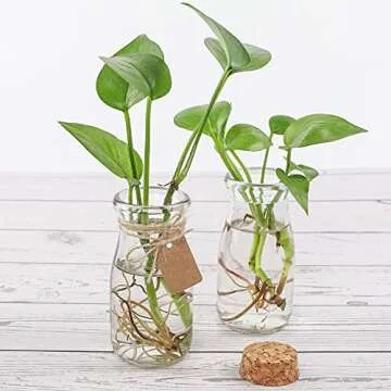 CUCUMI 12pcs Small Glass Jars for Home & Crafting