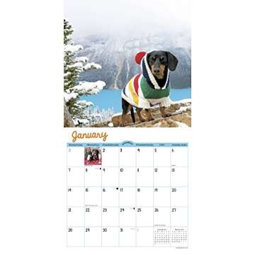 Crusoe the Celebrity Dachshund Wall Calendar 2018